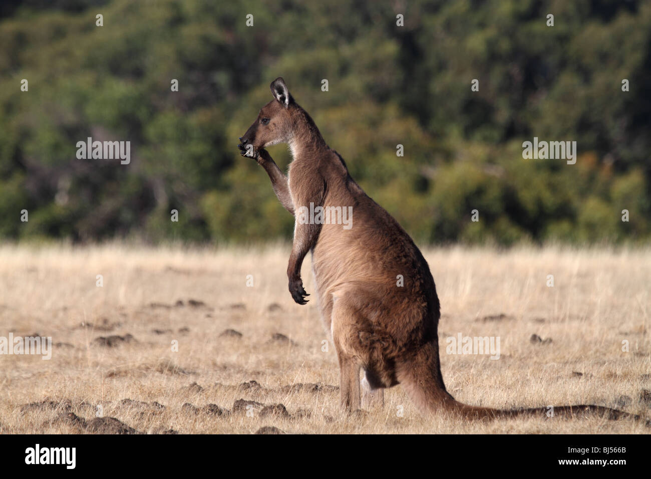 Western Grey gray kangaroo standing Stock Photo