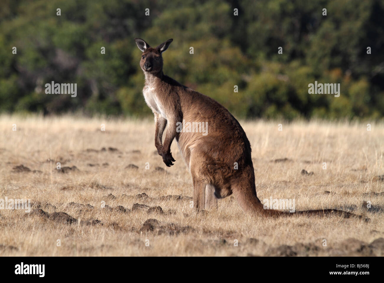Western Grey gray kangaroo standing Stock Photo