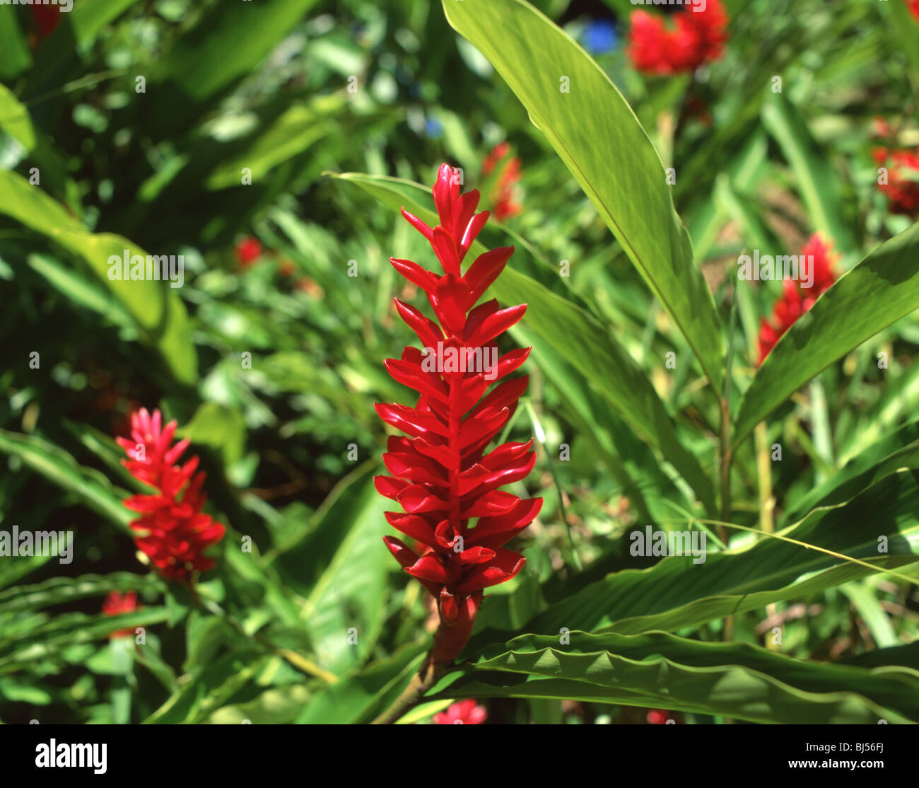 Red Ginger (Alpinia purpurata) flowers, Saint Lucia, Lesser Antilles, Caribbean Stock Photo