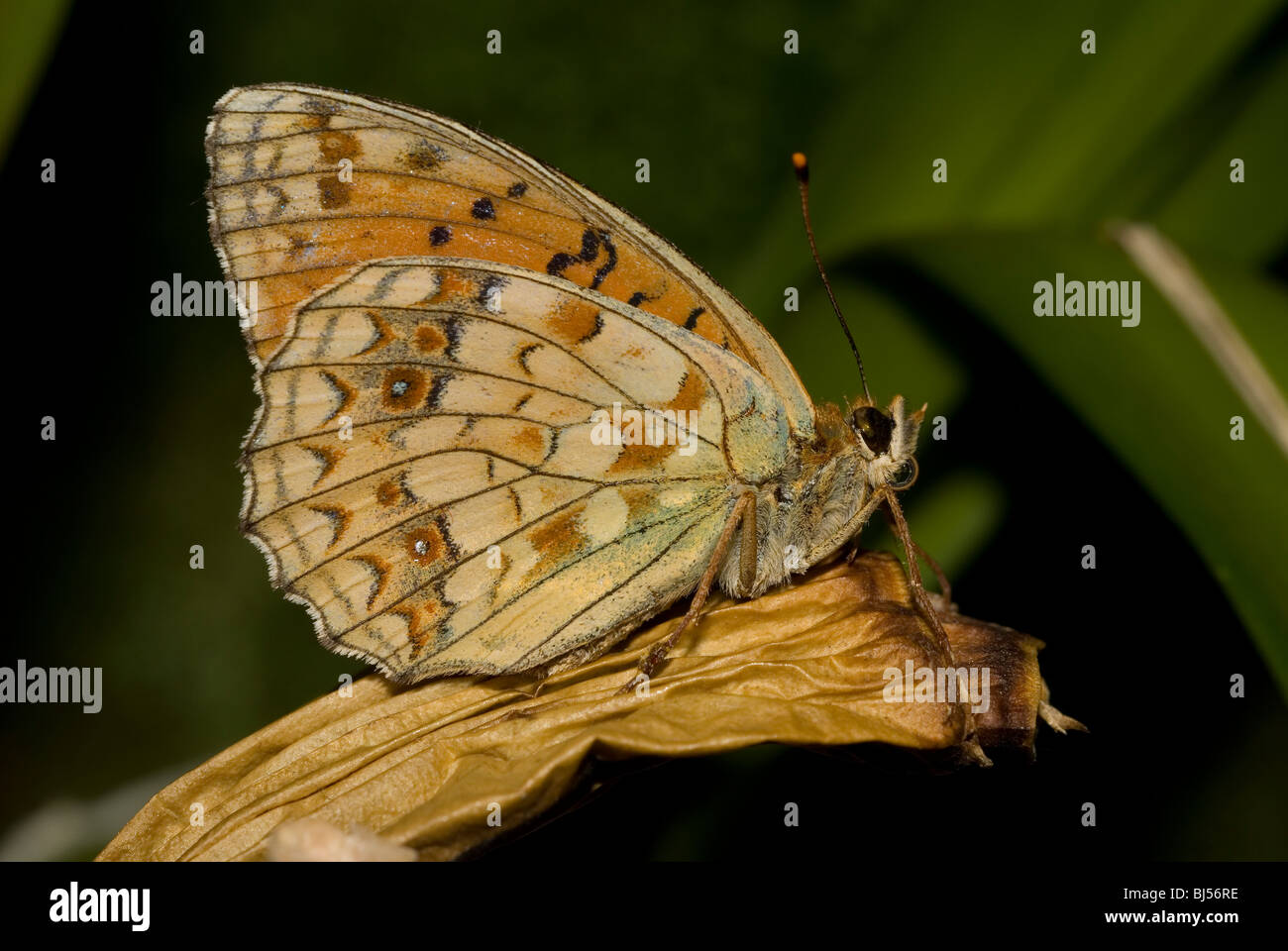 Niobe Fritillary (Argynnis niobe Stock Photo - Alamy