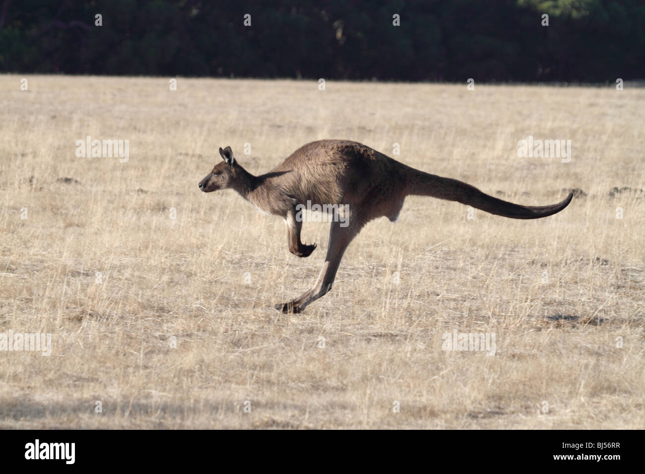 Western Grey gray kangaroo hopping Stock Photo