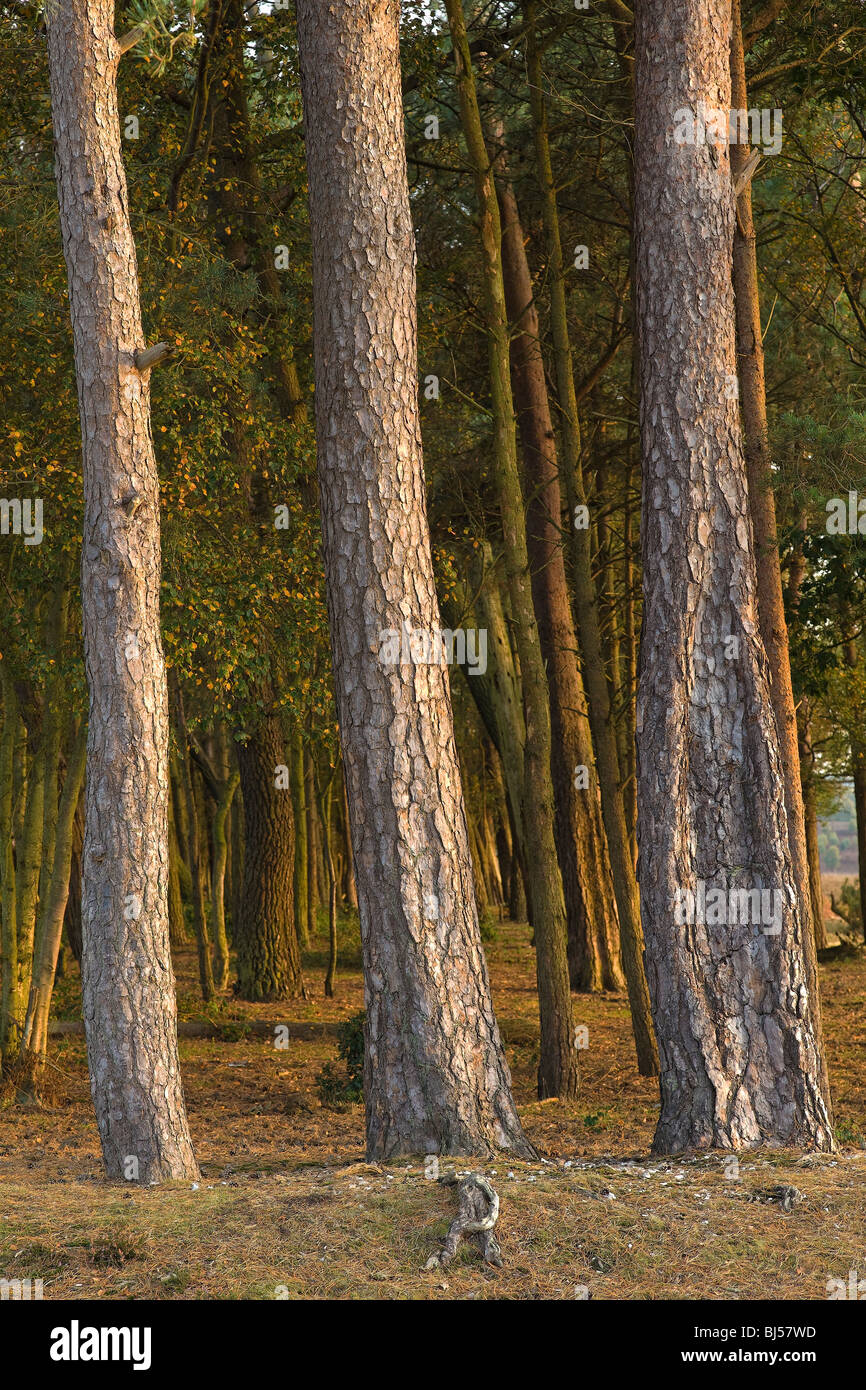 Three pine trees,Whitefield Plantation,New Forest Hampshire UK Stock Photo