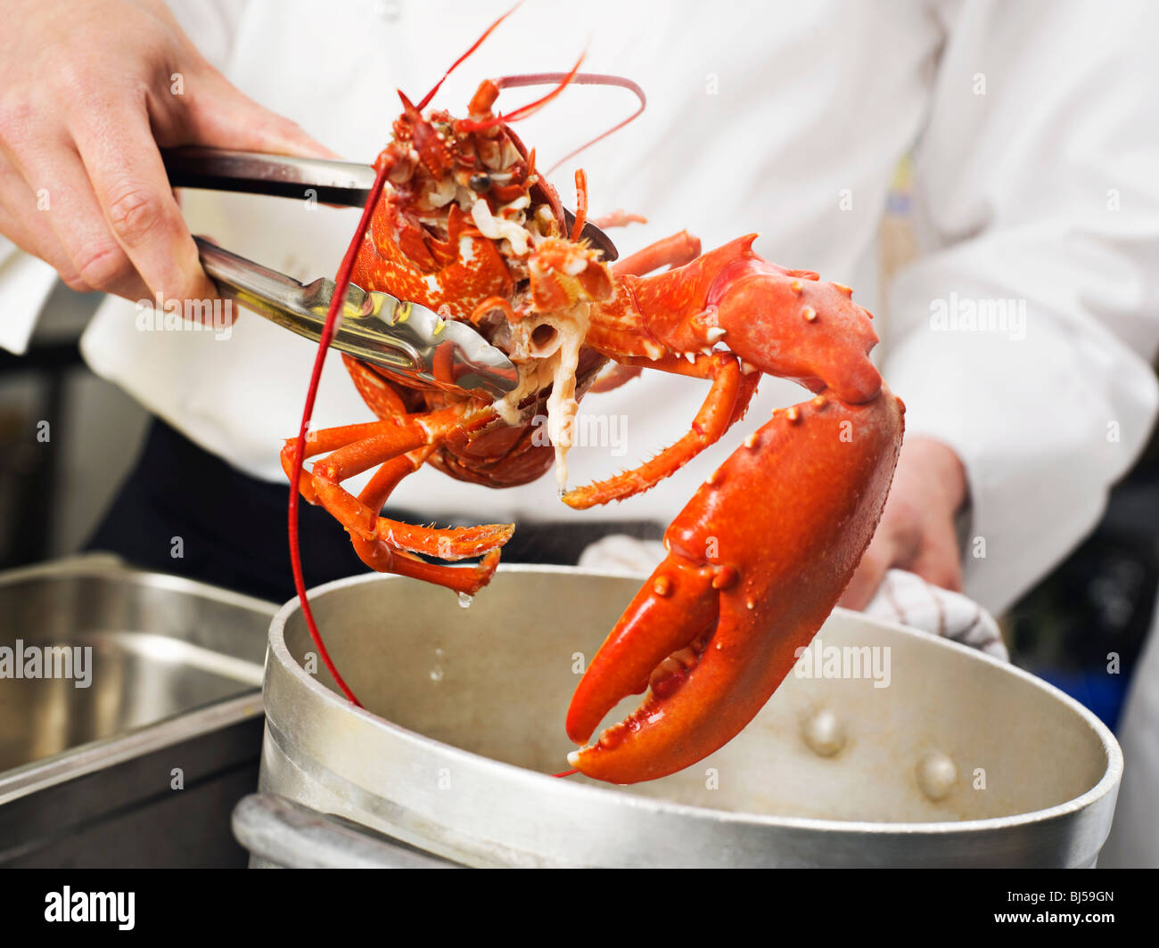 A Lobster being lifted out of the pot Stock Photo