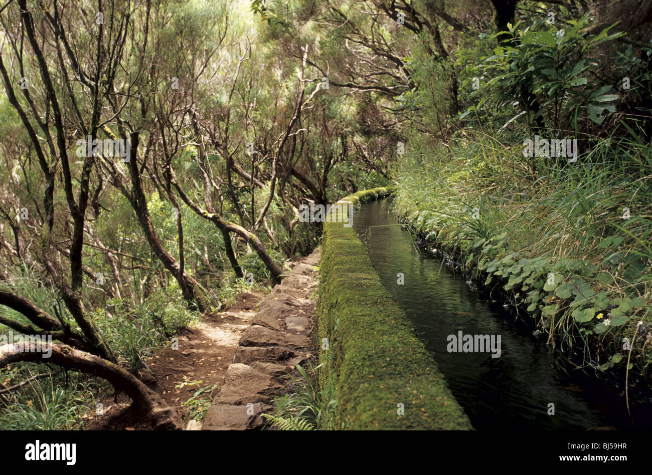 Levada das 25 Fontes, popular walking path in Rabacal, Madeira Stock ...