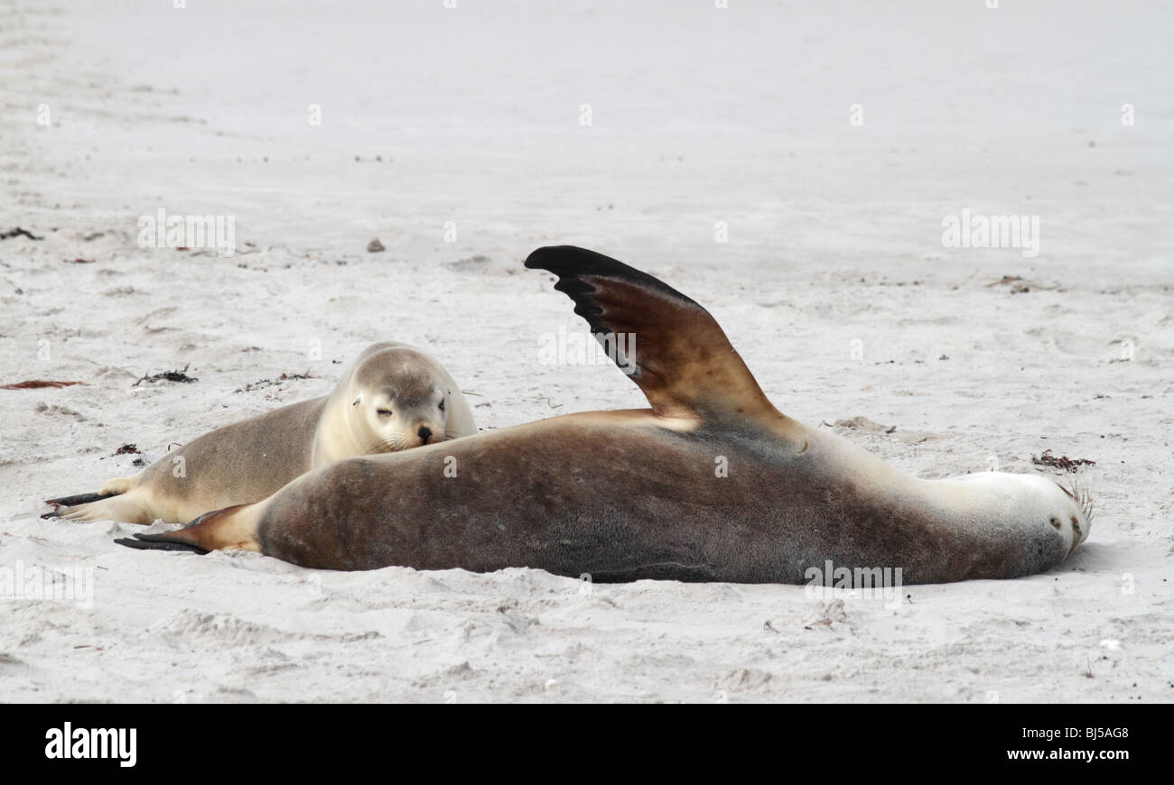 Australian sea lion pup suckling from mother Stock Photo