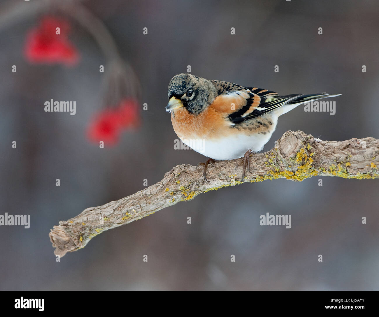 Male Brambling (Fringilla montifringilla) Perching on a branch with red berries in the background Stock Photo