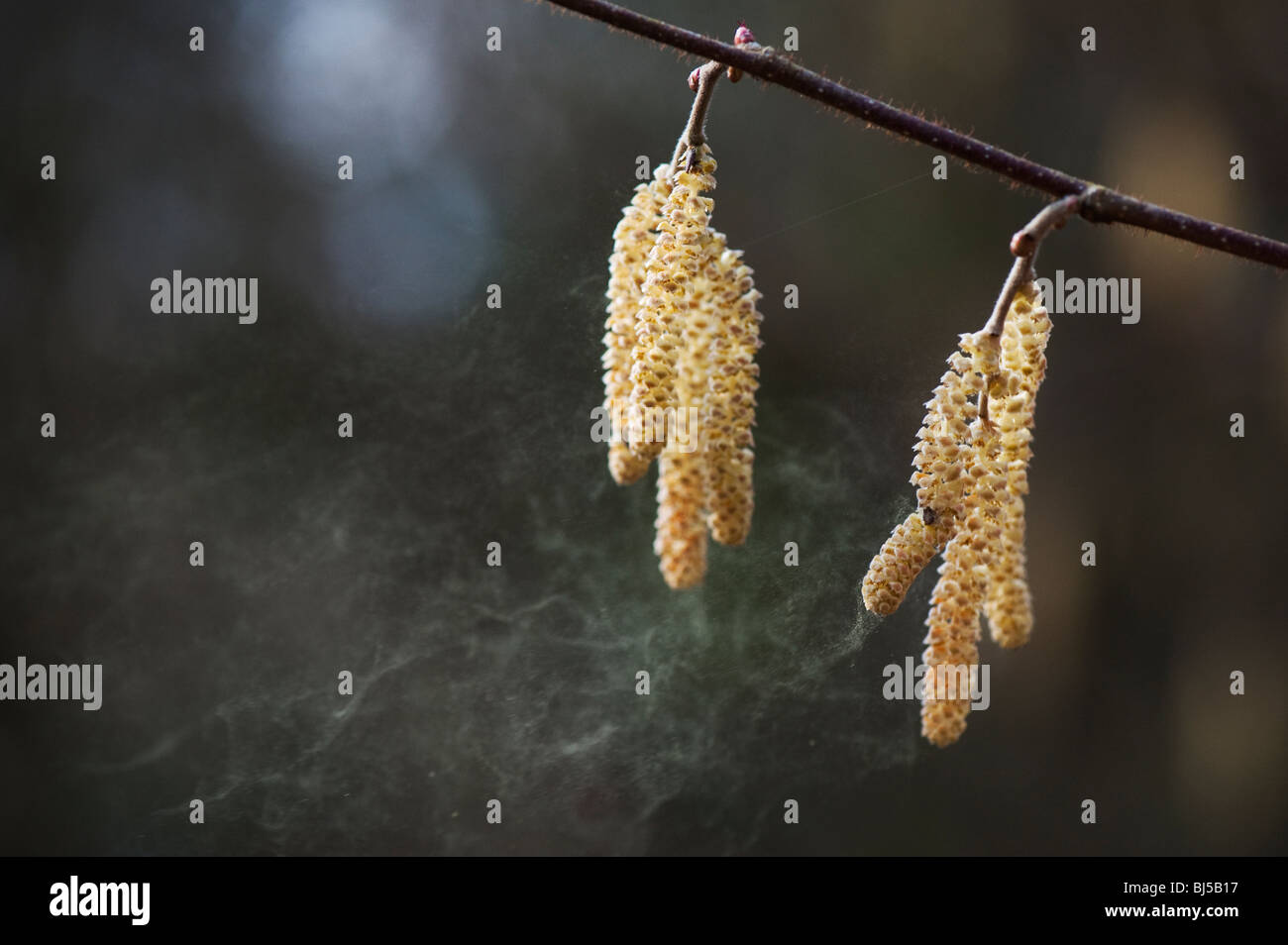 Corylus avellana. Common Hazel catkins releasing pollen in spring. UK Stock Photo