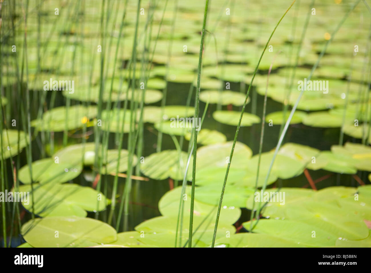 Abundance of water lilies hires stock photography and images Alamy