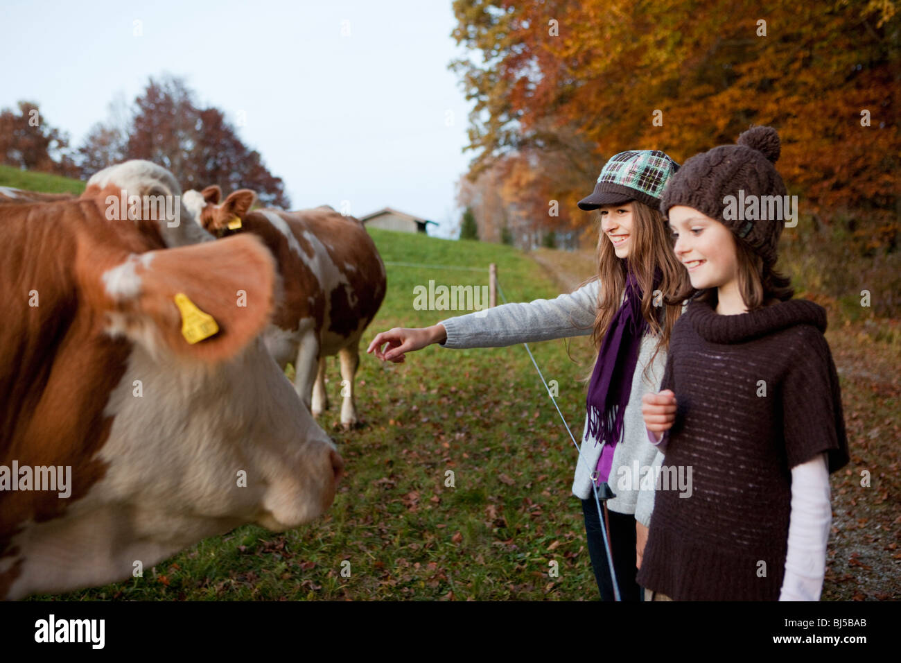 Two girls at a pasture with cows Stock Photo - Alamy