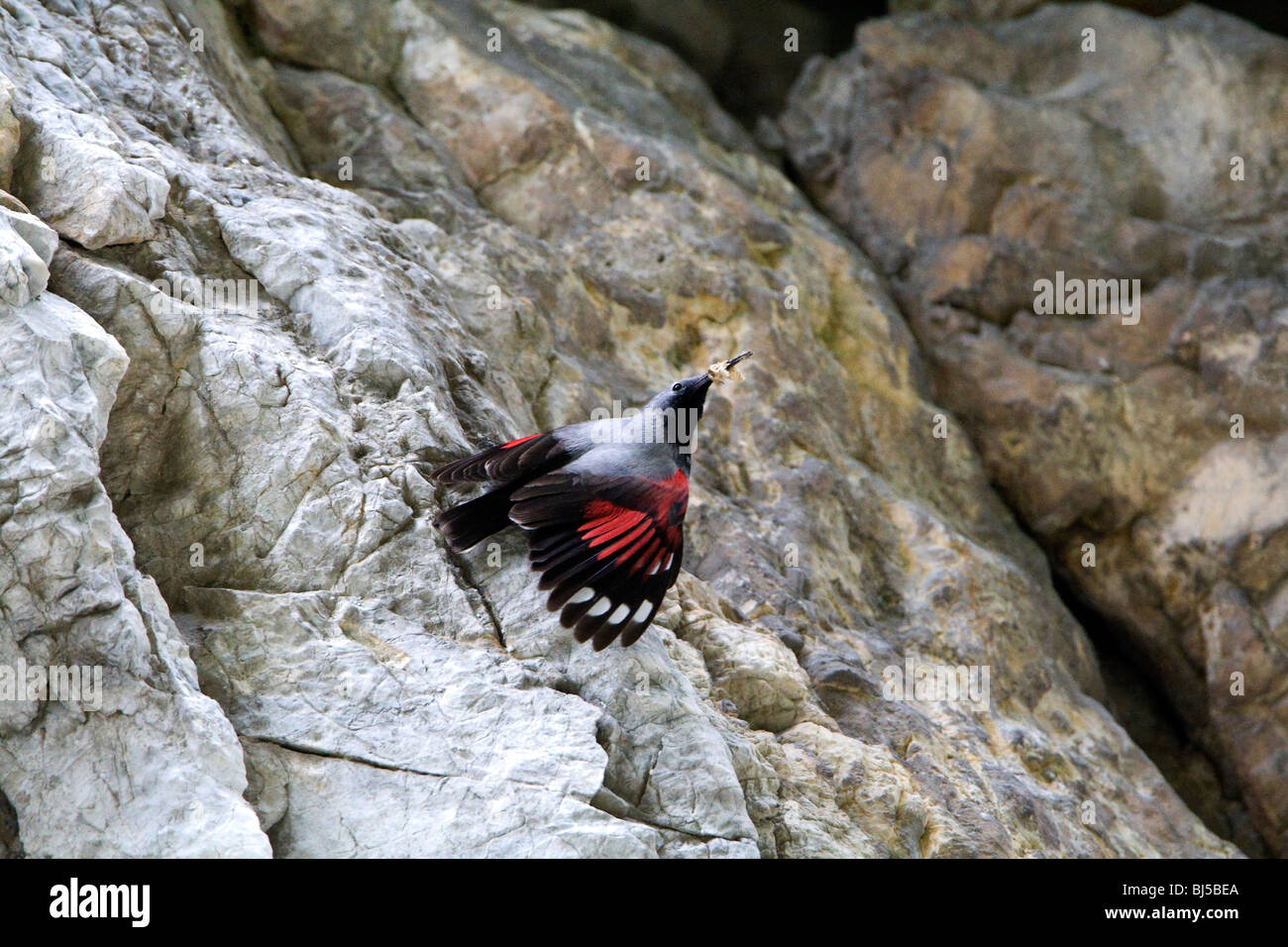 Wallcreeper (Tichodromadidae) with grub in beak on rock face Stock Photo