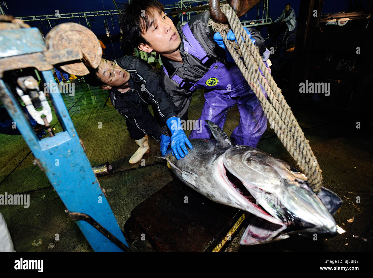 Fishermen unload a 100-kg bluefun tuna from a boat at Oma Port, northern Japan Stock Photo