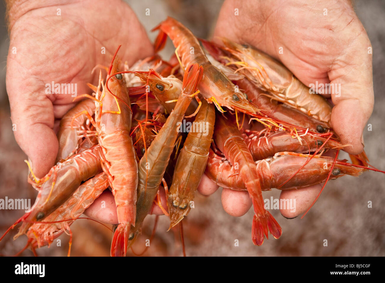 shrimp at the Harbor and Seafood Festival, Santa Barbara, California, United States of America Stock Photo