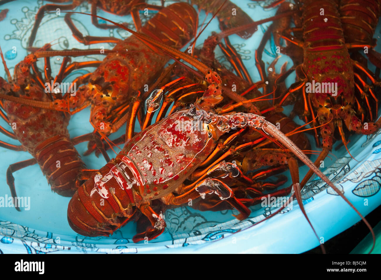 Maine Lobster - Cooked – Santa Barbara Fish Market