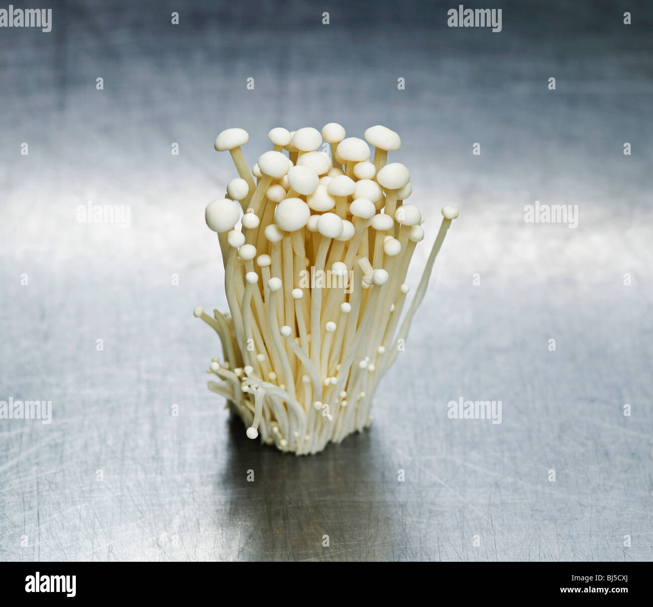 A cluster of white mushrooms Stock Photo