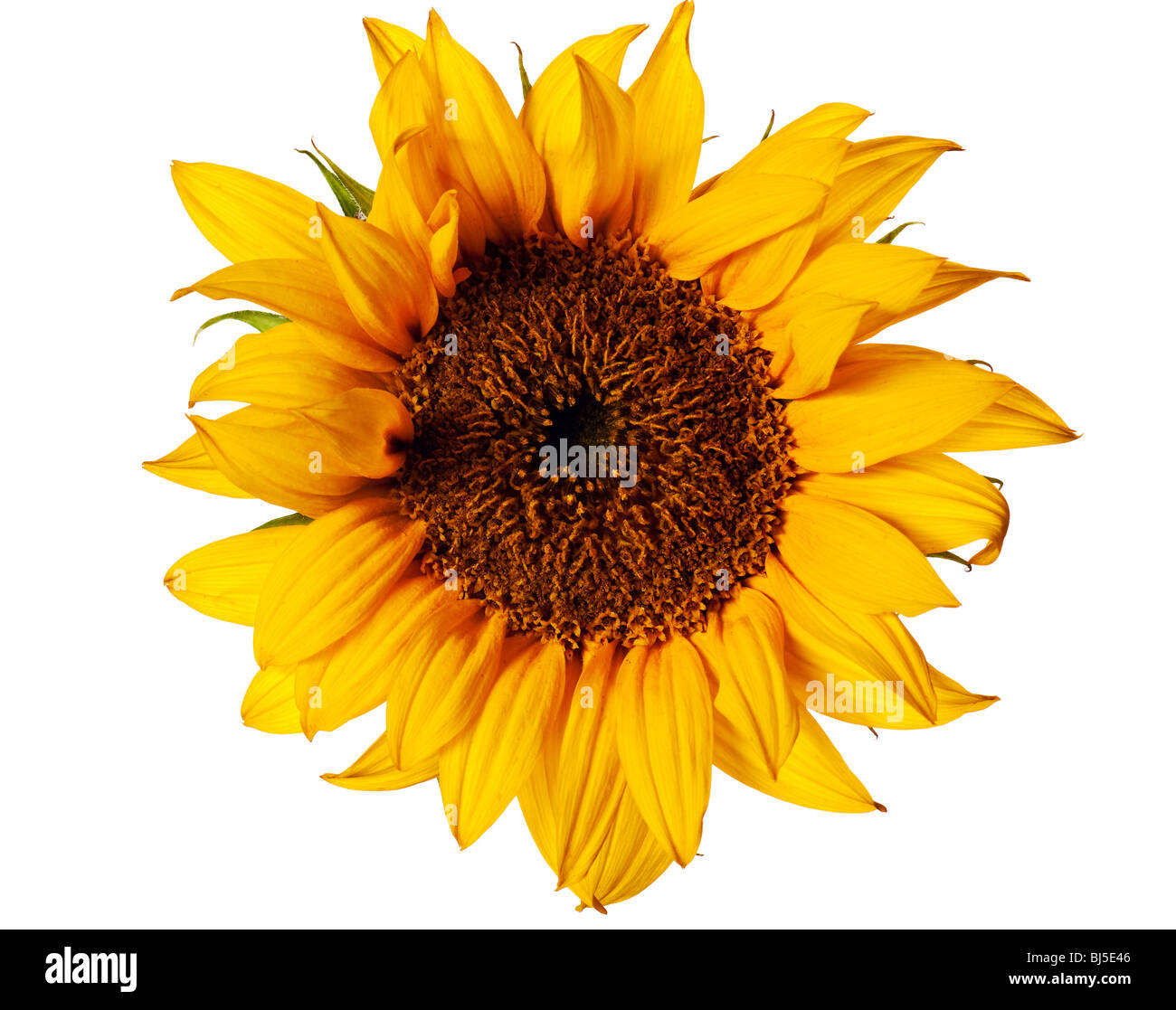 sunflower isolated on a pure white background Stock Photo - Alamy