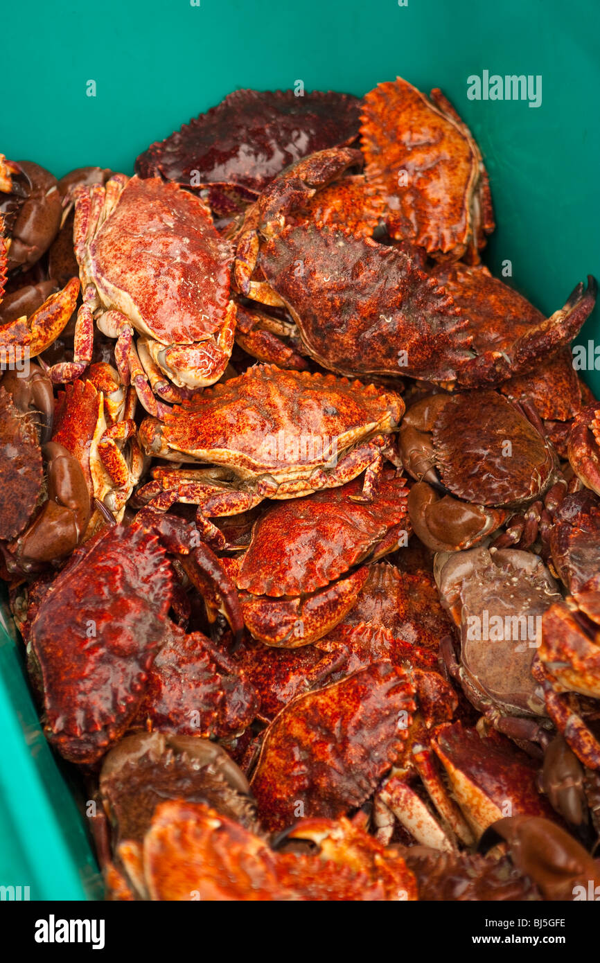 live crabs for sale at the Harbor and Seafood Festival, Santa Barbara
