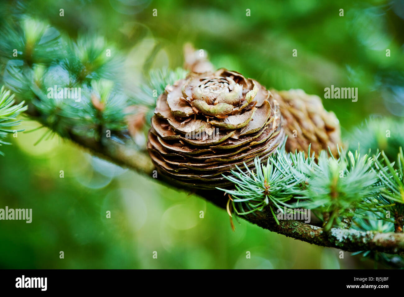 pine cone and evergreen tree background Stock Photo