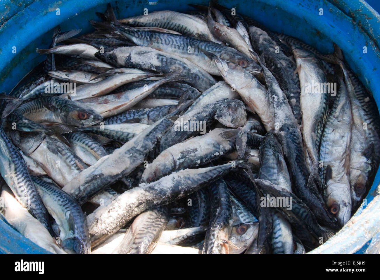 Barrel trap hires stock photography and images Alamy