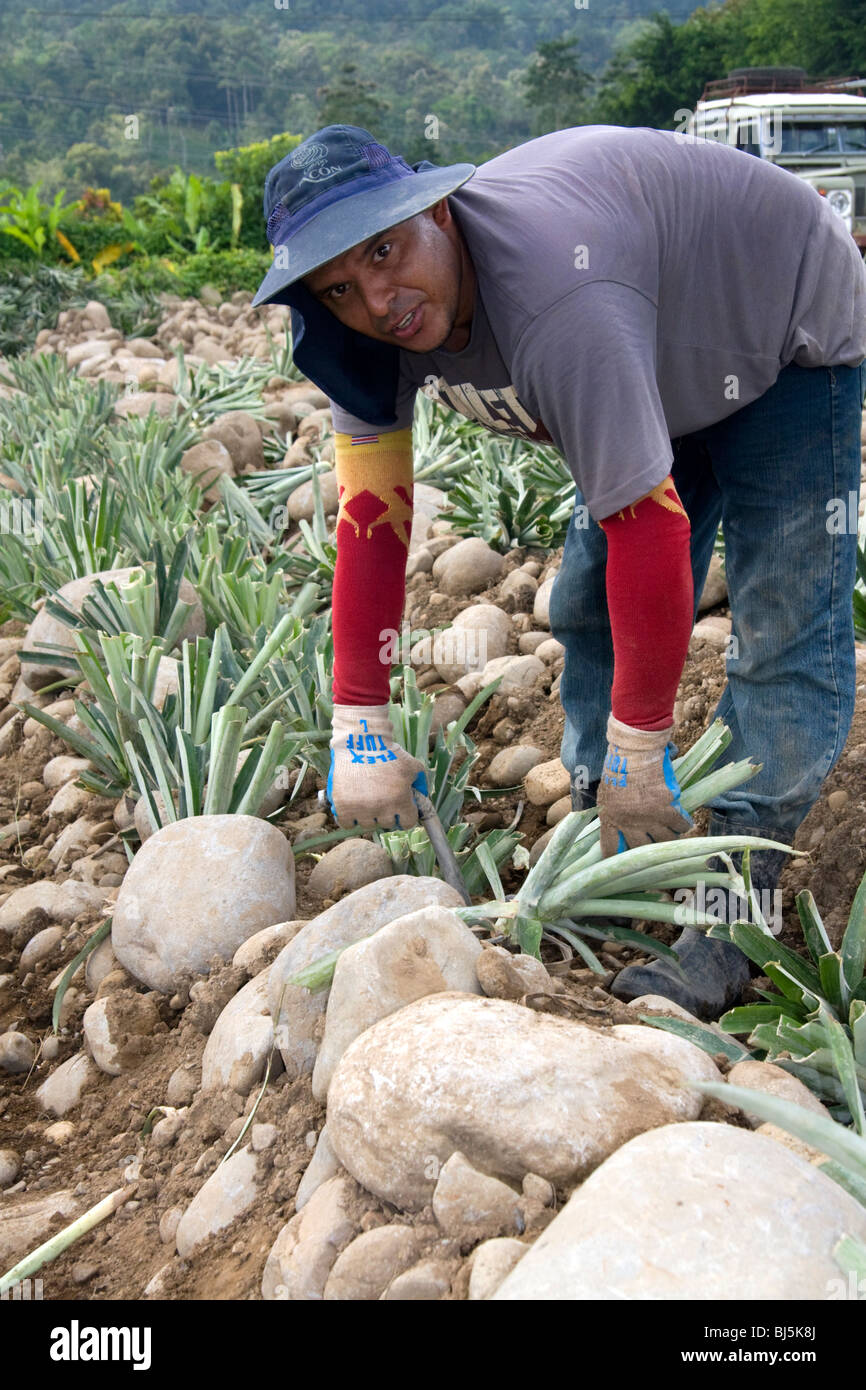 Worker harvesting pineapple near Siquirees, Limon province, Costa Rica. Stock Photo