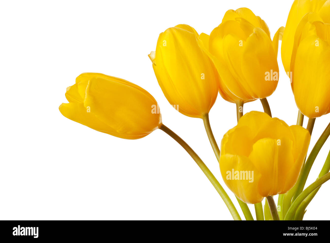 Spring Tulips Isolated on a Pure White Background Stock Photo - Alamy