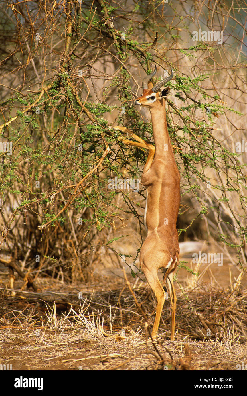 Gerenuk (Litocranius walleri) Feeding on Acacia bush in the Samburu National Reserve Kenya Africa. Stock Photo