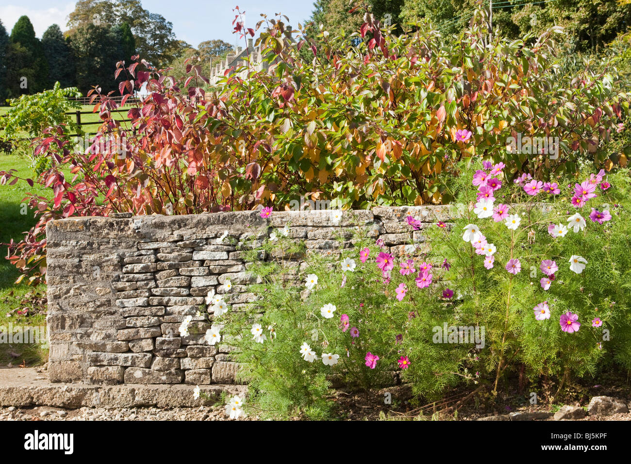 Cosmos growing against a stone wall in the Cotswold village of Yanworth, Gloucestershire UK Stock Photo