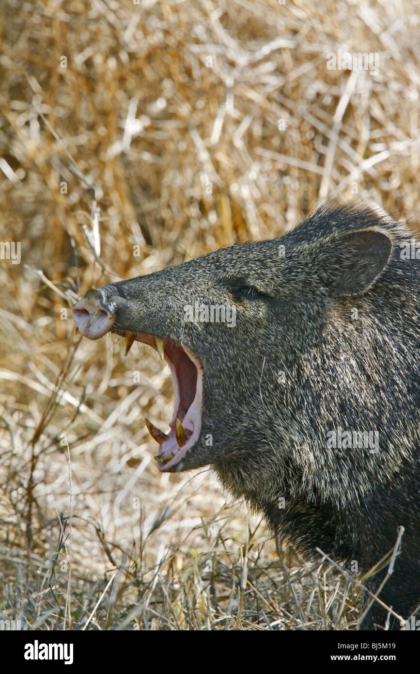 Collared Peccary or Javelina showing tusks Stock Photo Alamy