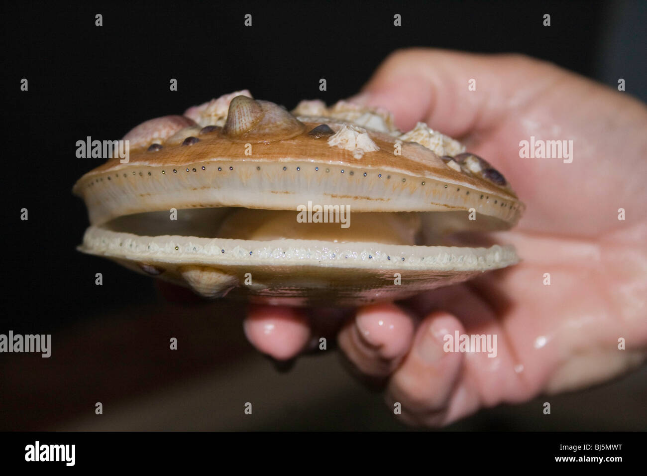 Scallops Decoded: What Does A Scallop Look Like? (Prepare To Be Amazed) - 6mydnvp