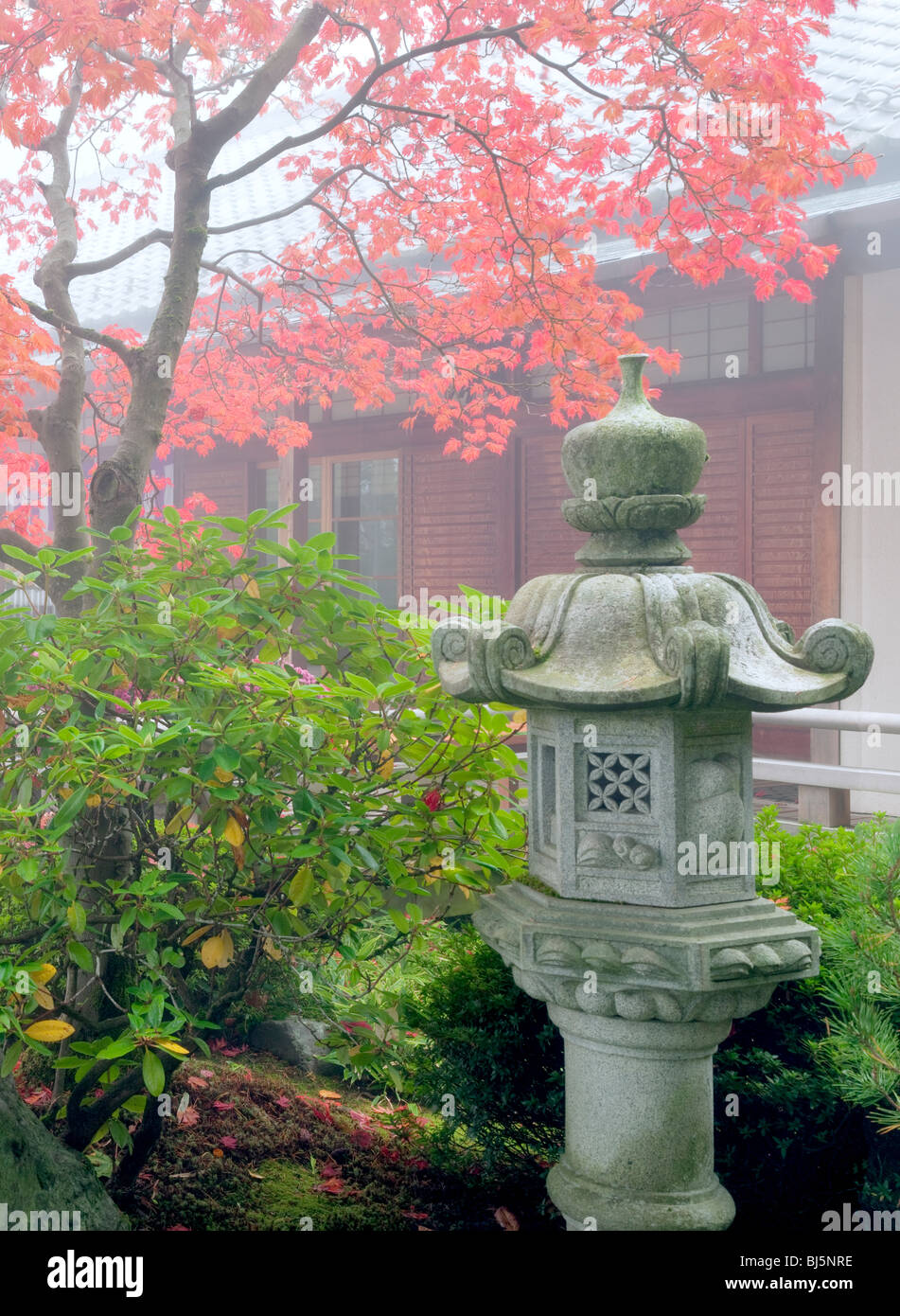 Japanese maple tree hi-res stock photography and images - Alamy