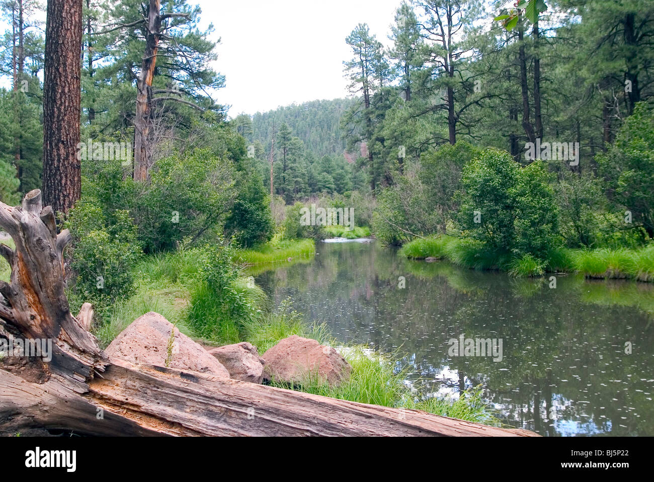 East Fork of the Black River, White Mountains, Apache Co., Arizona, USA 12 August Stock Photo
