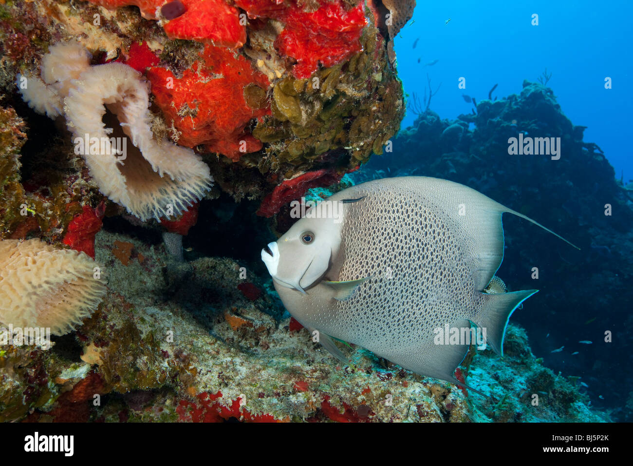 Gray angelfish (Pomacanthus arcuatus) on reef, Santa Rosa Wall divesite, underwater, Cozumel, Mexico Stock Photo