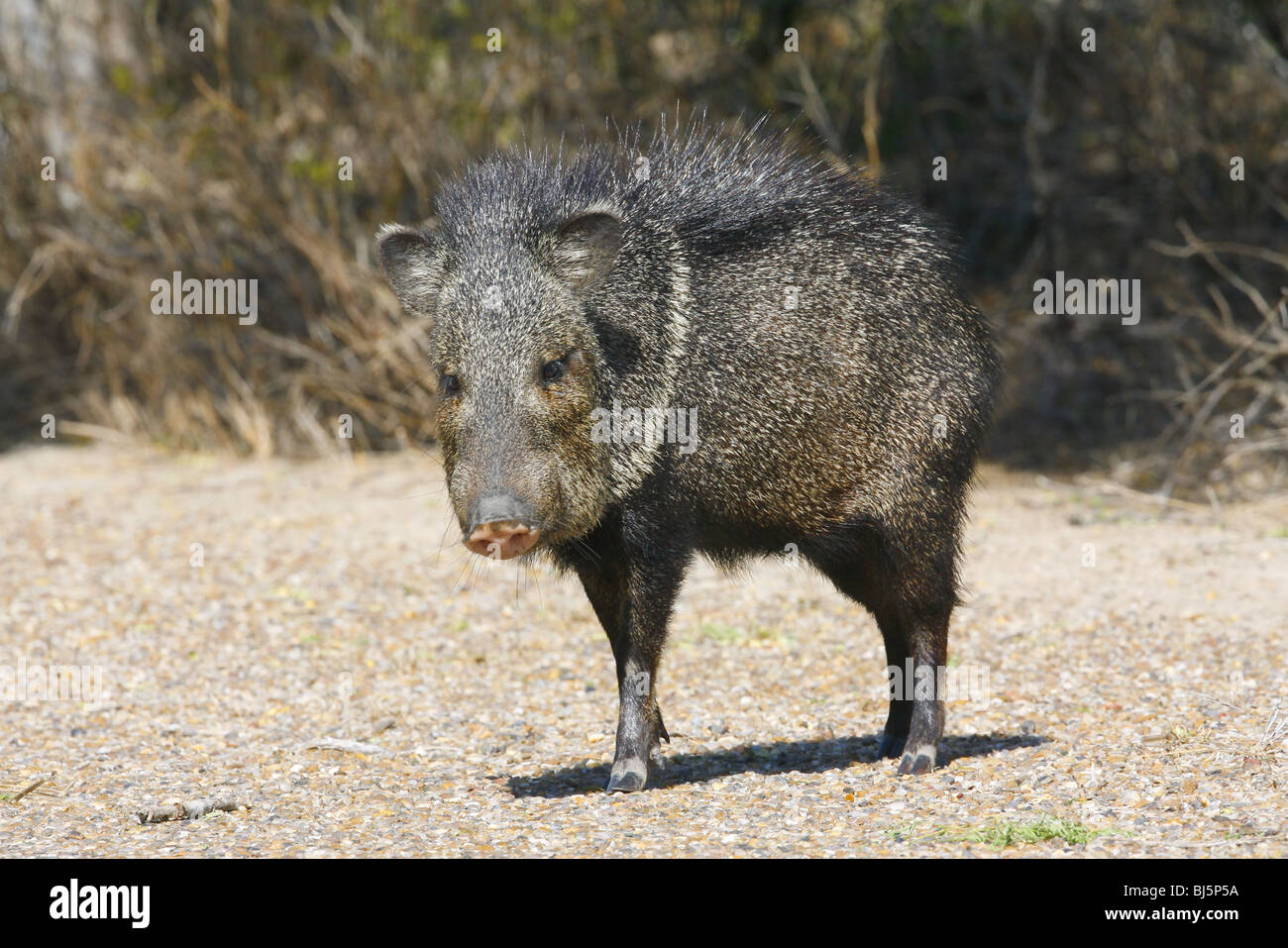 Collared Peccary or Javelina Stock Photo Alamy