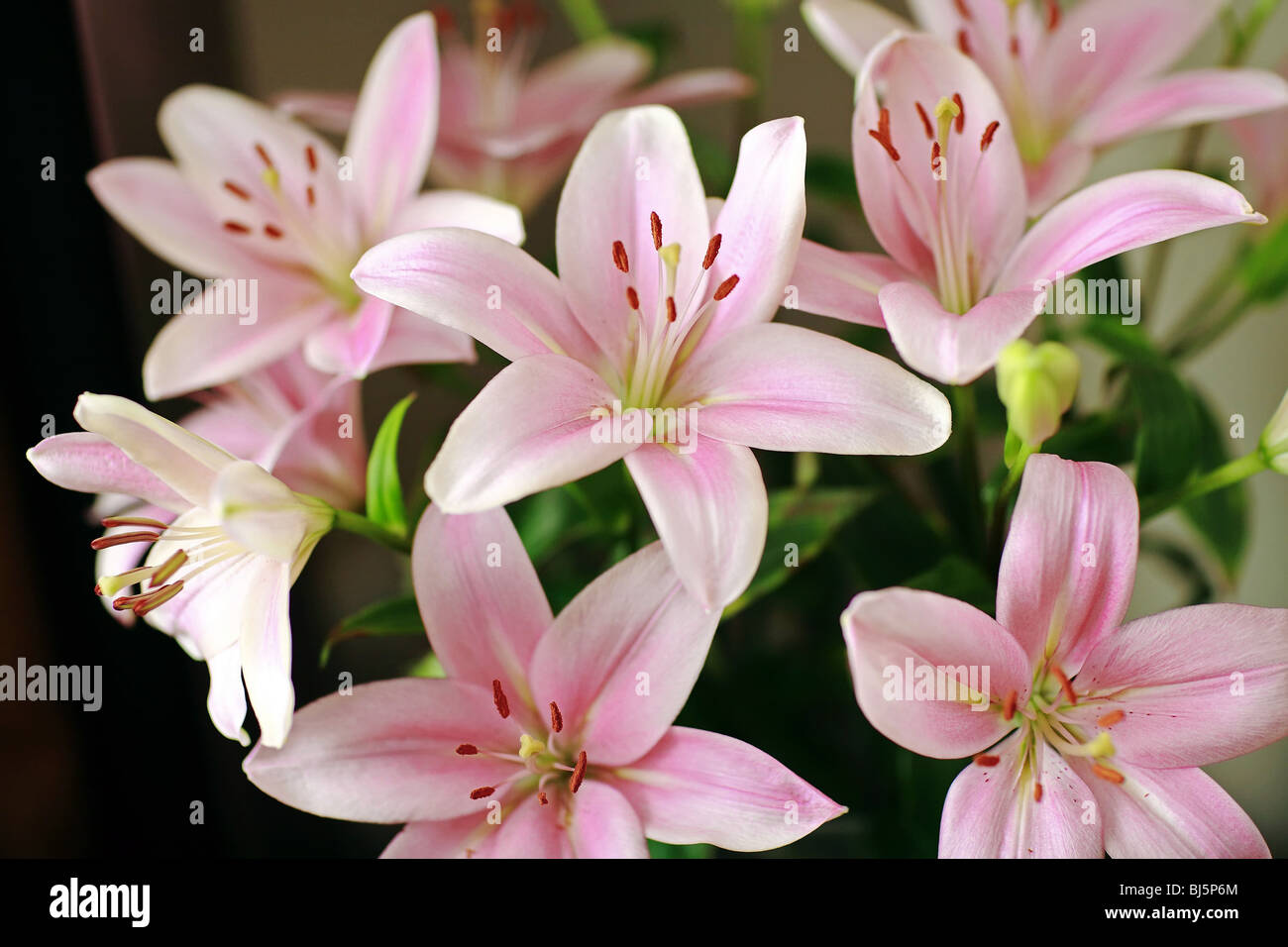 Pink lily flowers hi-res stock photography and images - Alamy