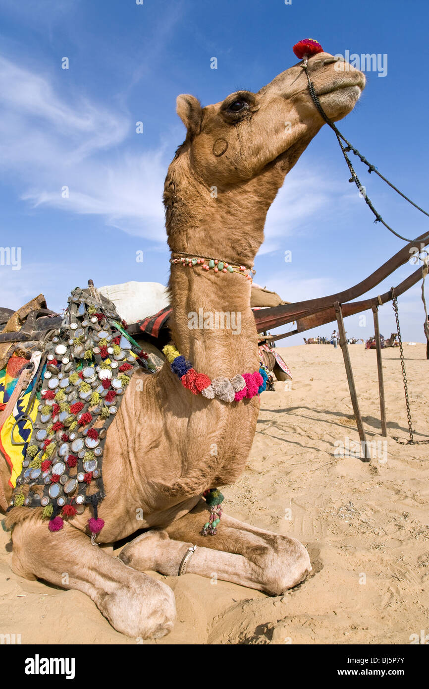 Camel. Sam Sand Dunes. Near Jaisalmer. Rajasthan. India Stock Photo