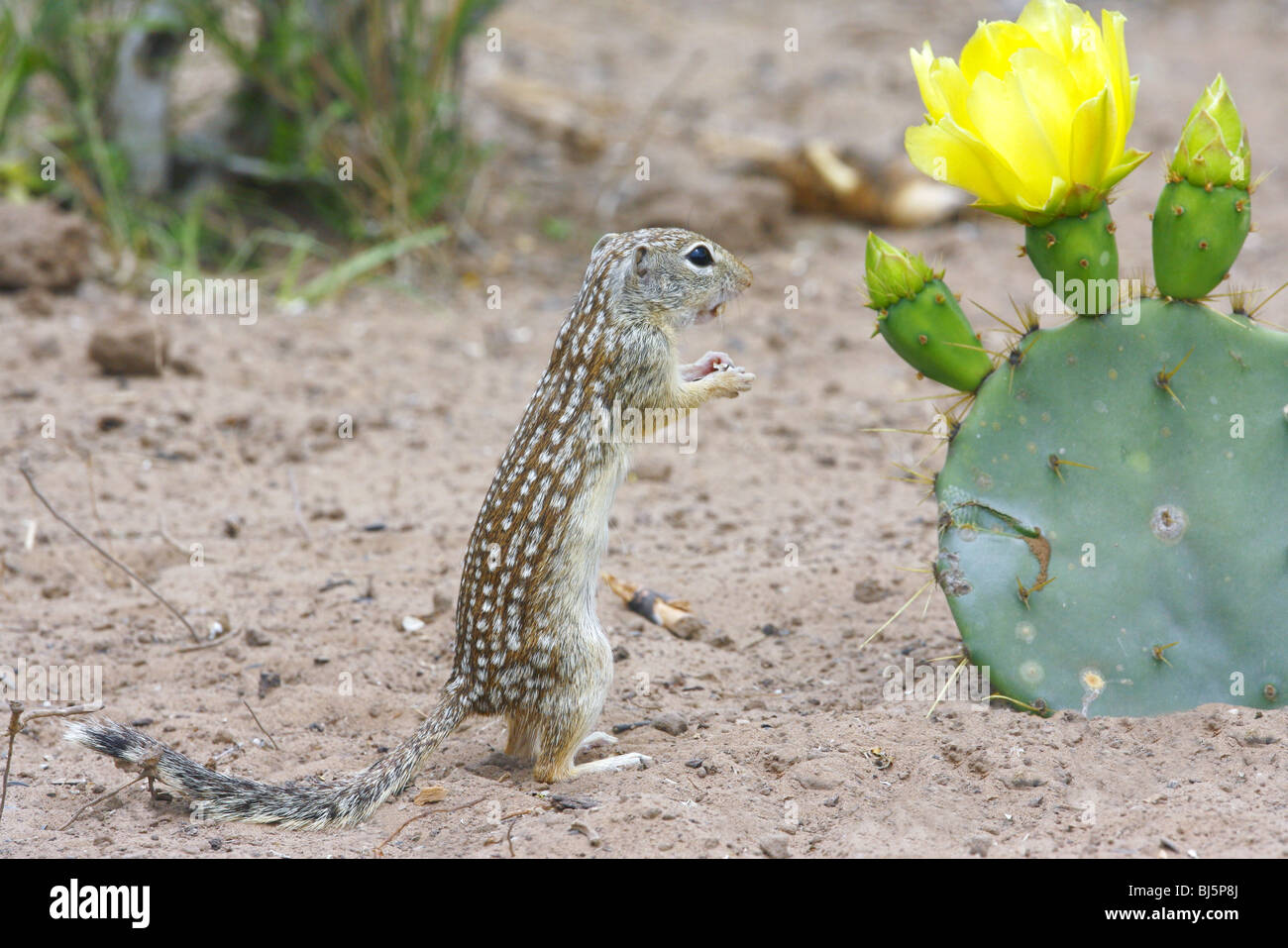 Mexican Ground Squirrel Stock Photo Alamy