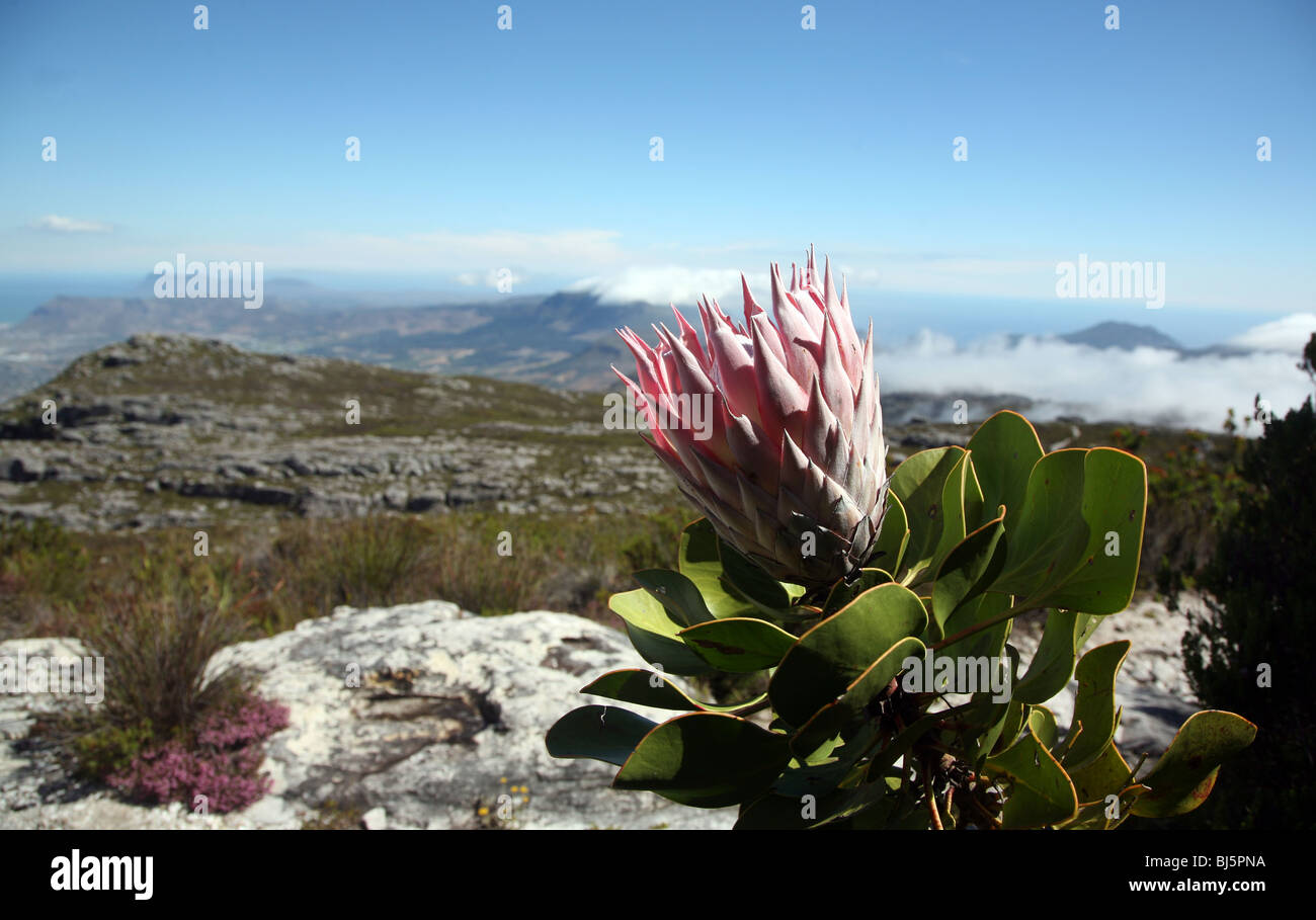 King Protea on Table Mountain Stock Photo