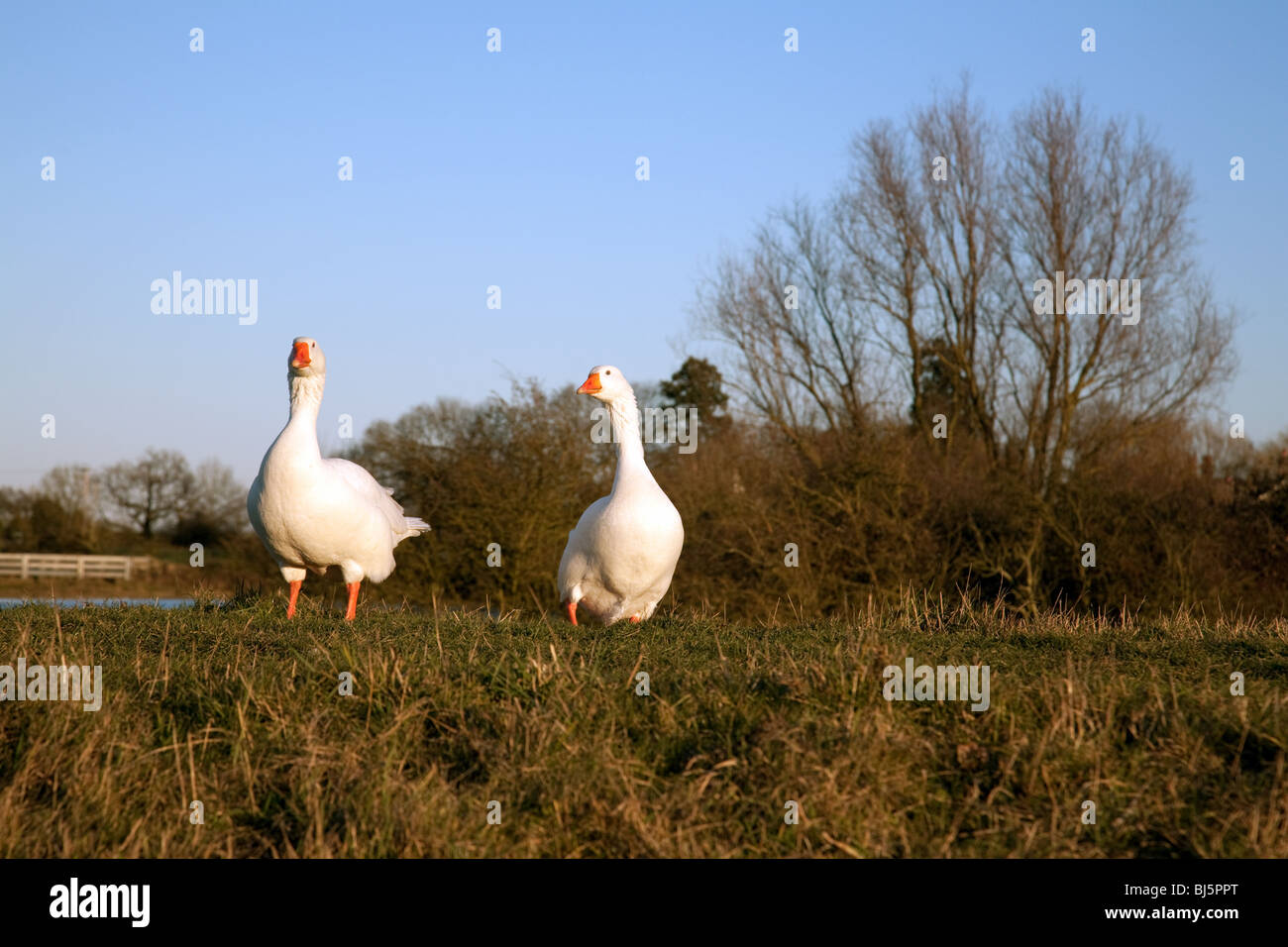Pair Of Geese High Resolution Stock Photography and Images - Alamy