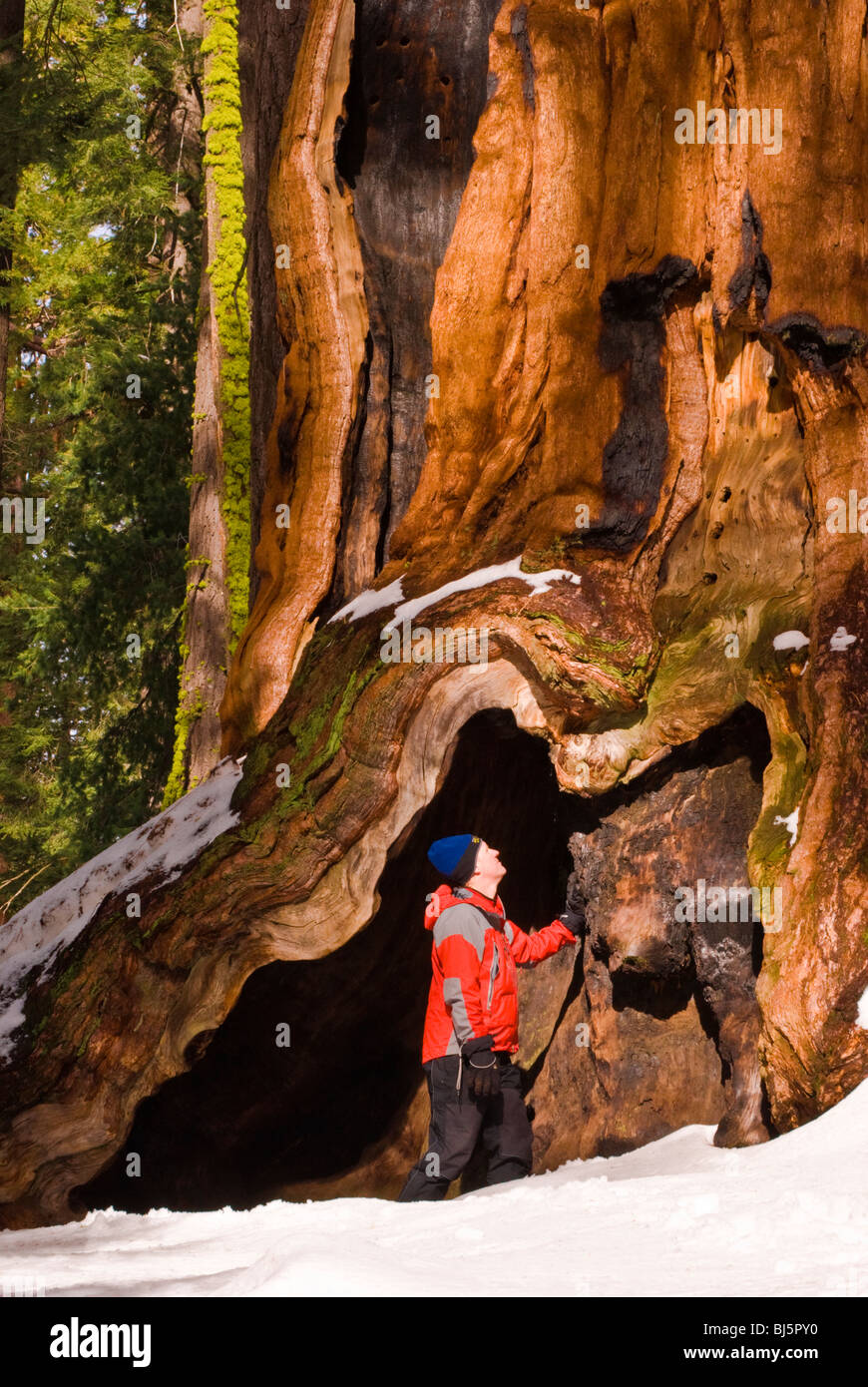 Backcountry skier and Giant Sequoia, Giant Forest, Sequoia National Park, California Stock Photo