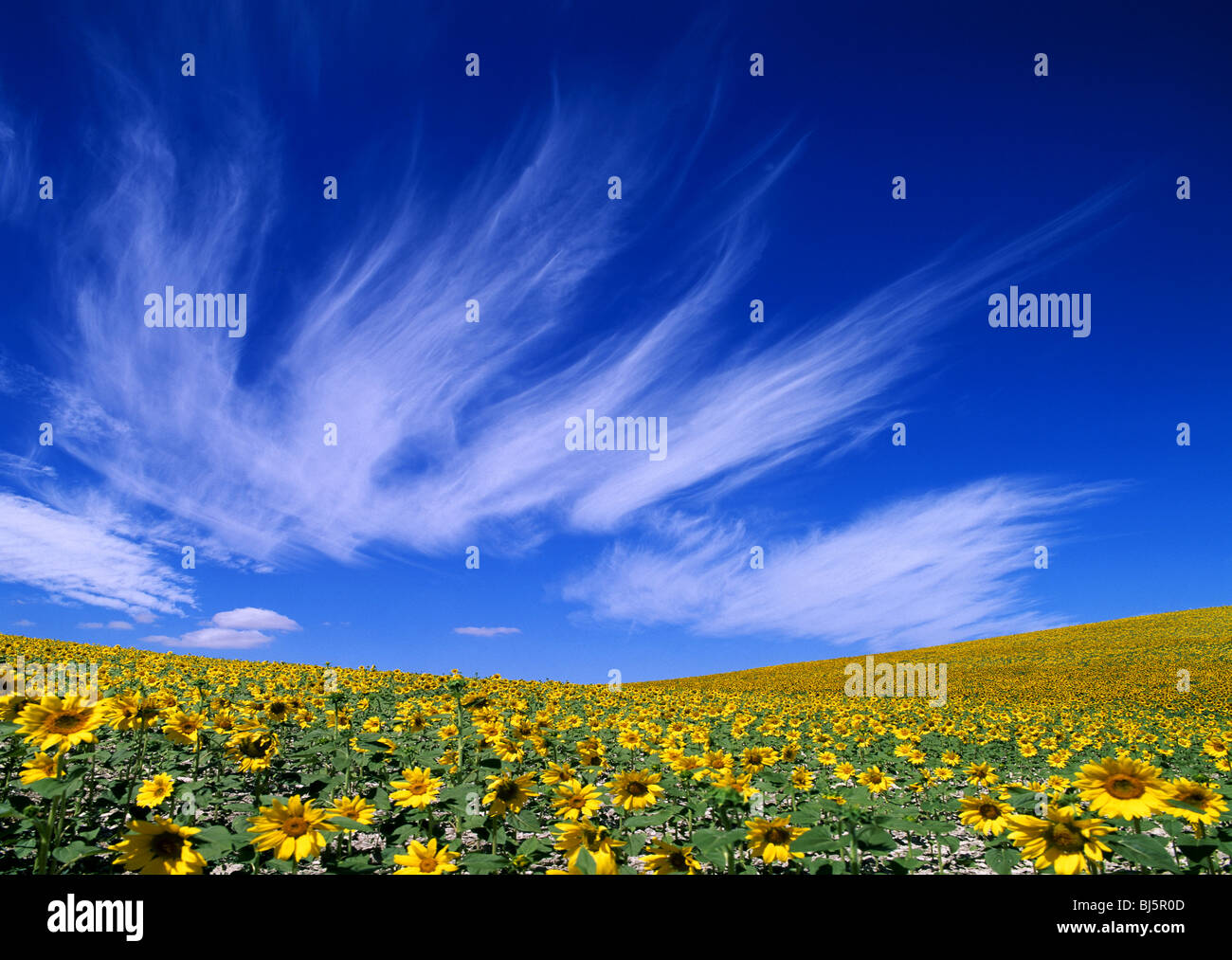 Field of sunflowers andalucia hi-res stock photography and images - Alamy