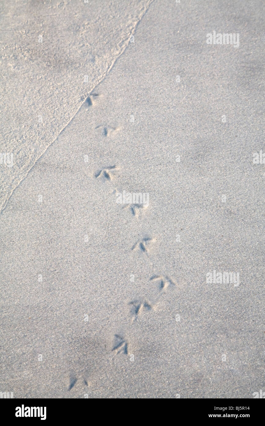 Bird footprints in the sand Stock Photo