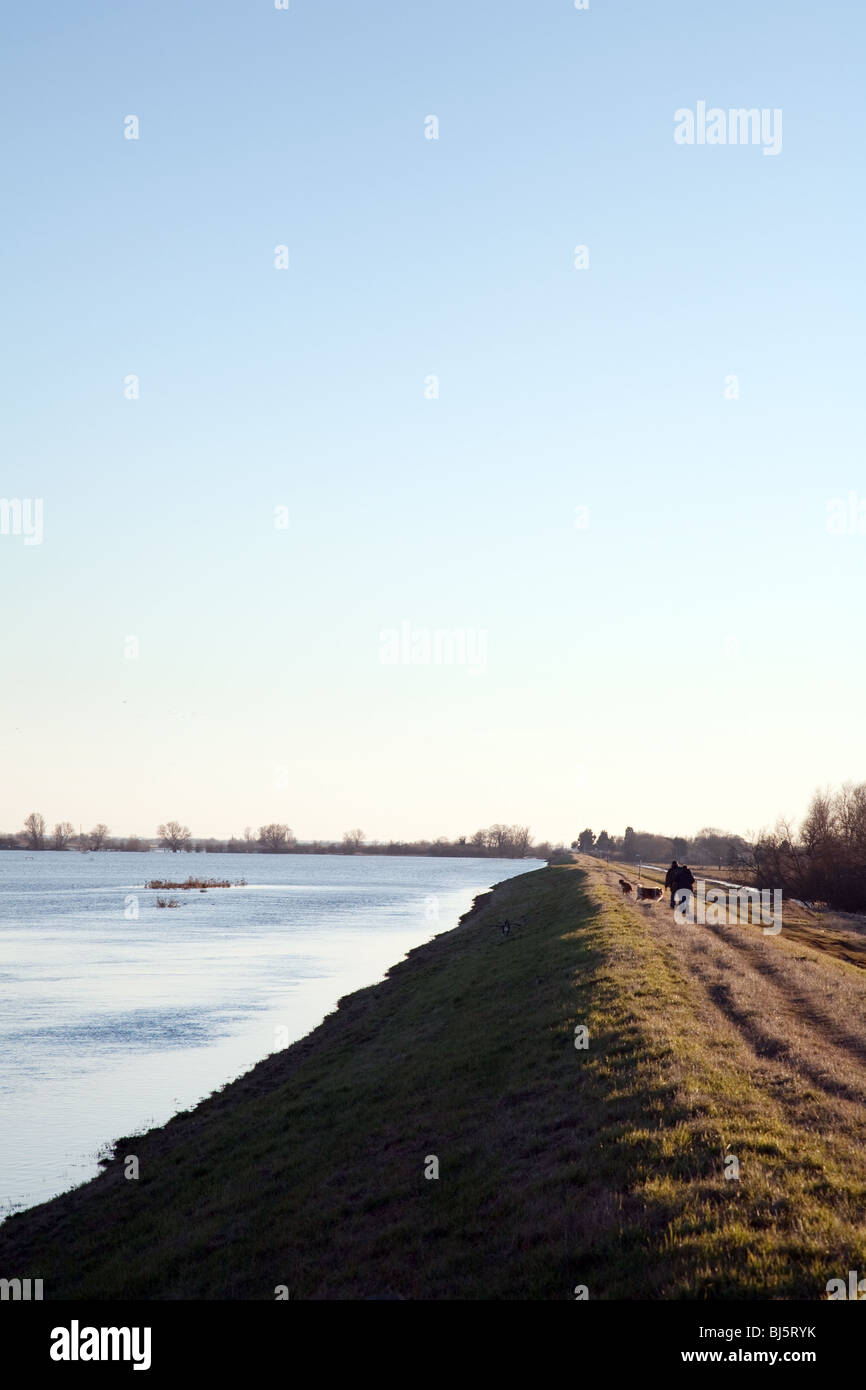 Walking the dogs in the fens, Cambridgeshire, East Anglia, UK Stock Photo