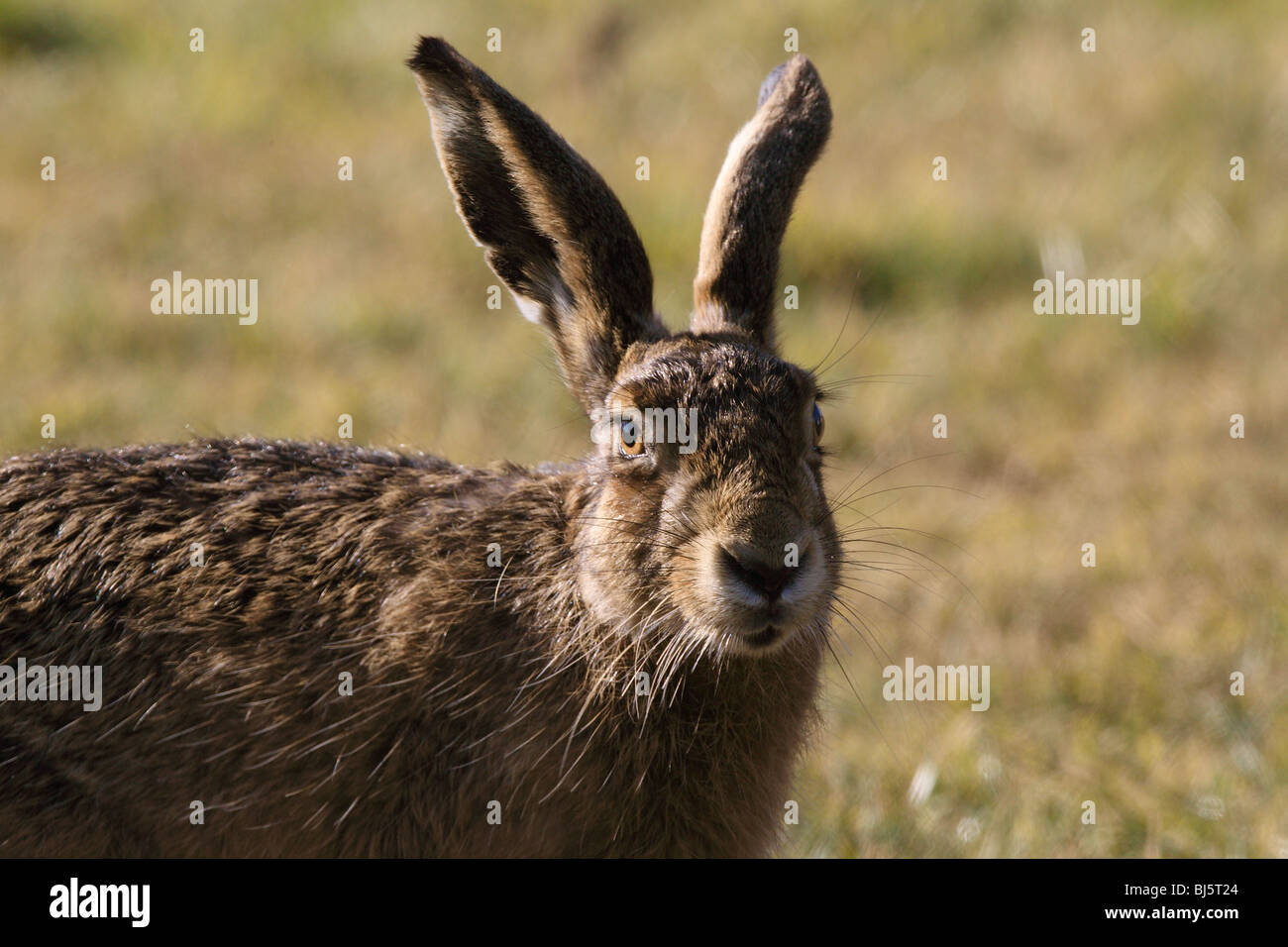 Brown Hare Lepus europaeus Stock Photo