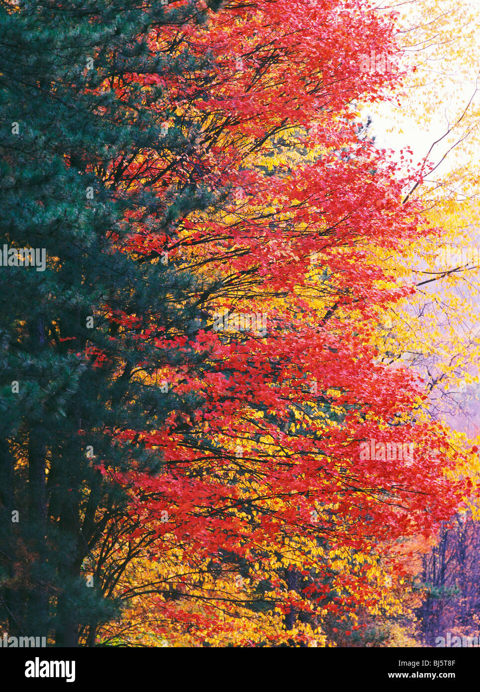 Red Maple tree (Acer rubrum) in brilliant red fall color amongst autumn