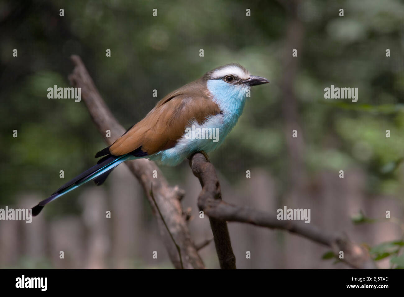 Blue-bellied Roller (Coracias cyanogaster) Native to Western Africa Stock Photo