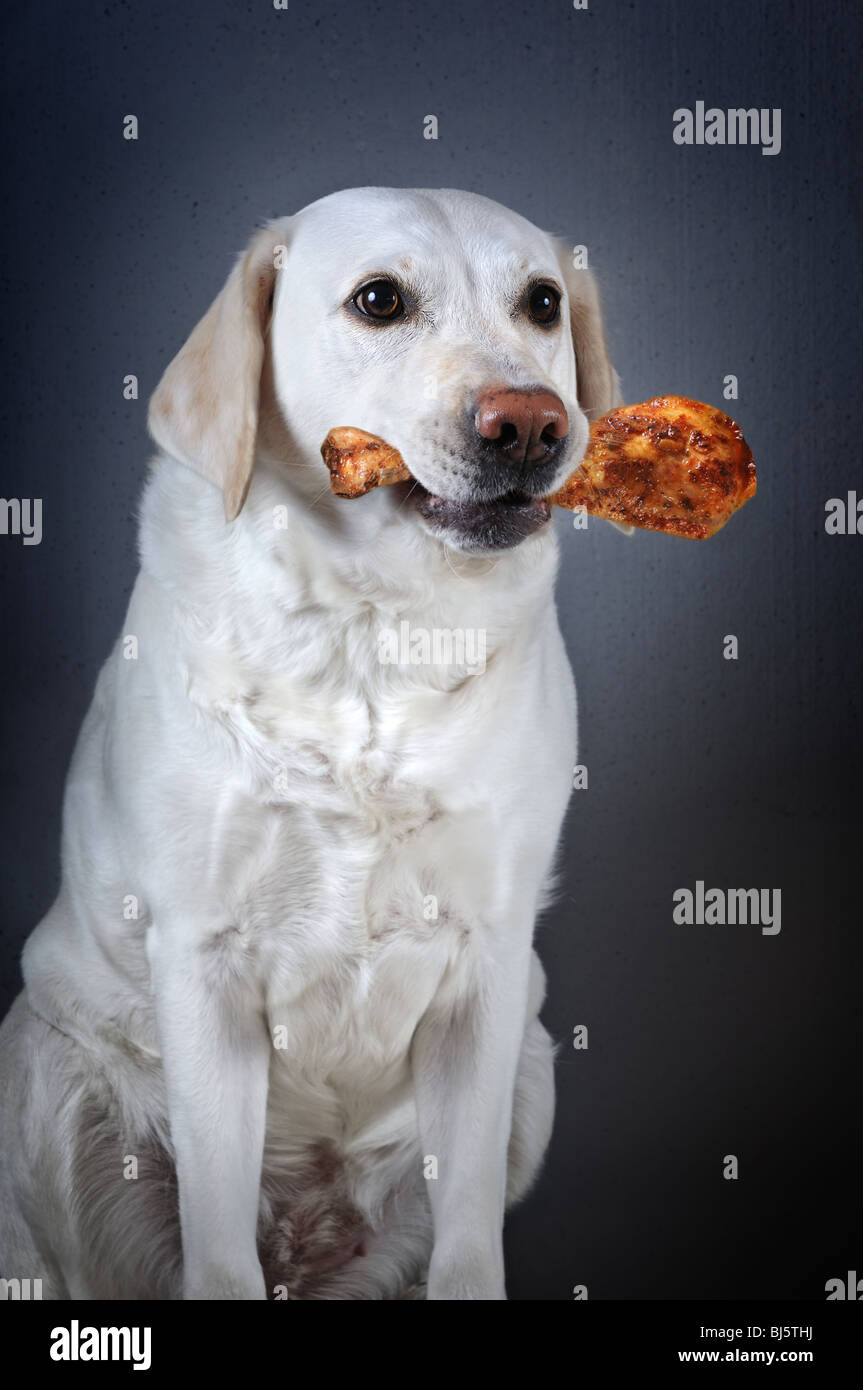 White Labrador retriever with roasted chicken leg in mouth on gray background. Stock Photo