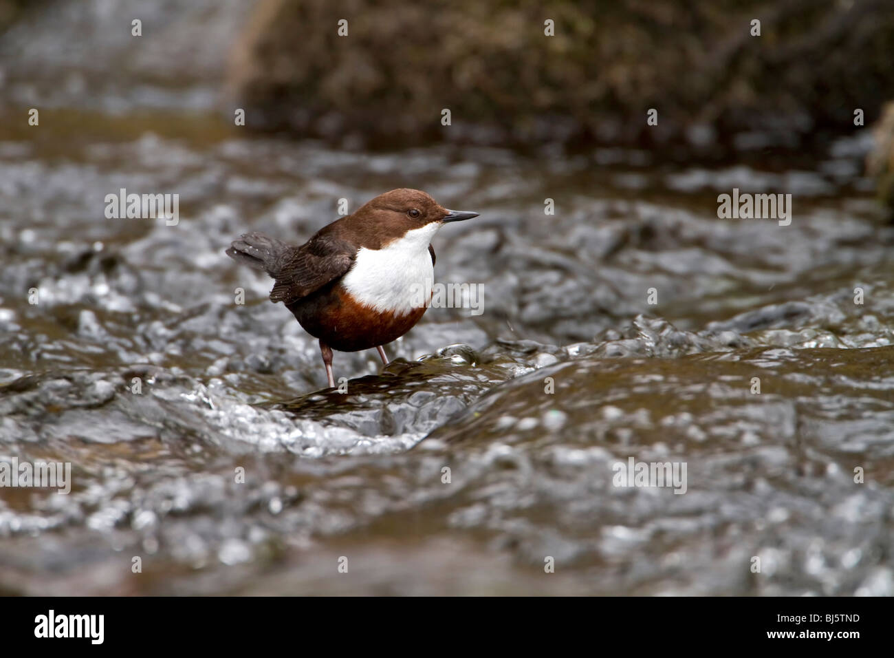 Dipper standing in river Stock Photo