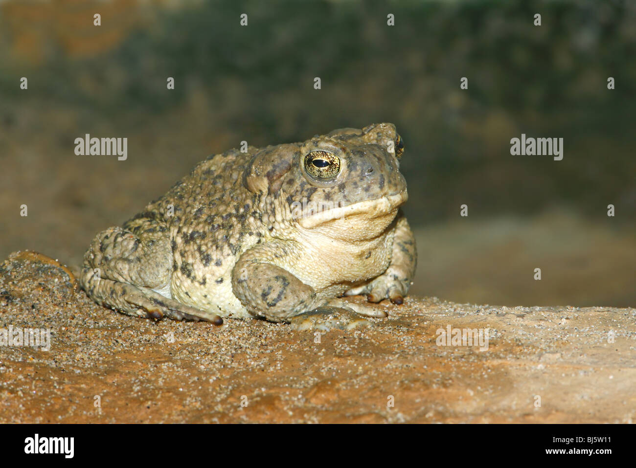 Arizona Toad Stock Photo