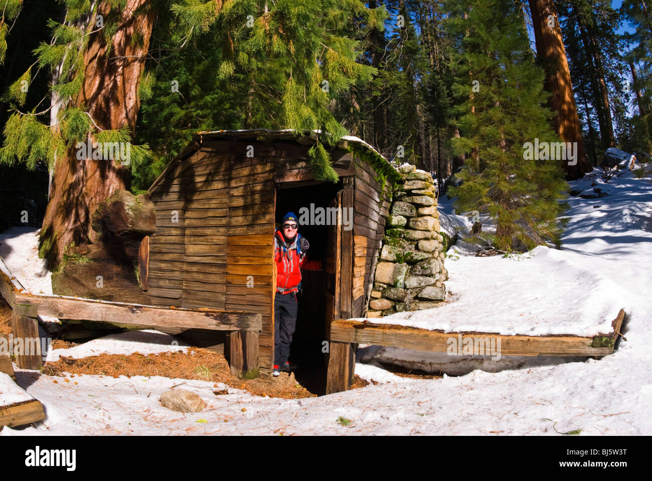 Backcountry Skier At Tharp S Log Giant Forest Sequoia National