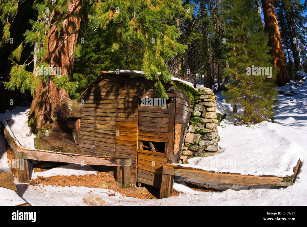 Tharp S Log In Winter Giant Forest Sequoia National Park Stock