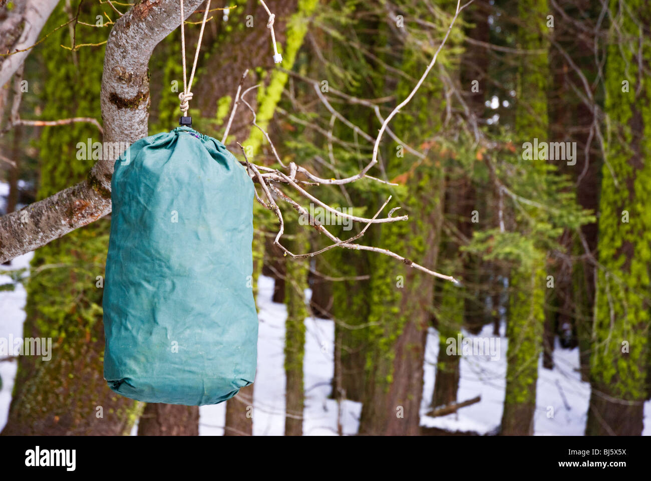 Ursack bearproof food storage container hanging from a branch, Sequoia
